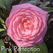 'Pink Perfection' Camellia Japonica